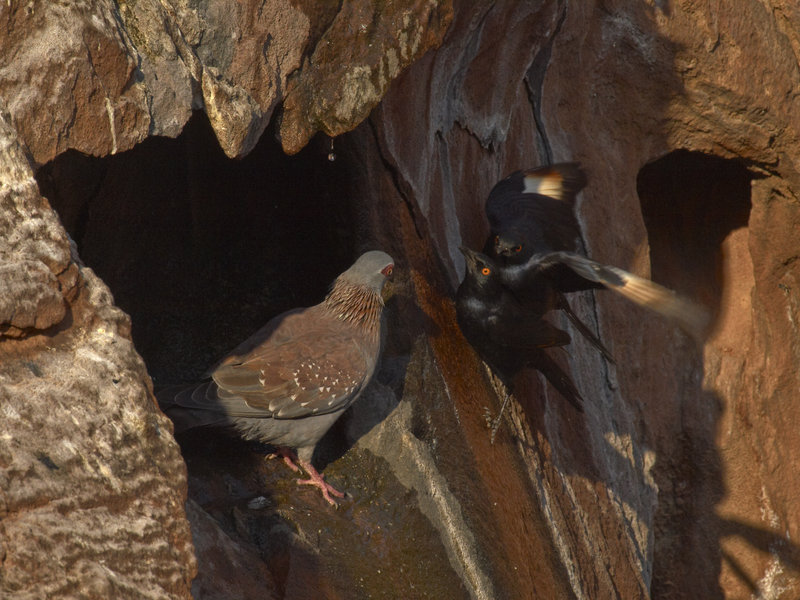 Twyfelfontein, Pigeon, Glossy Starling